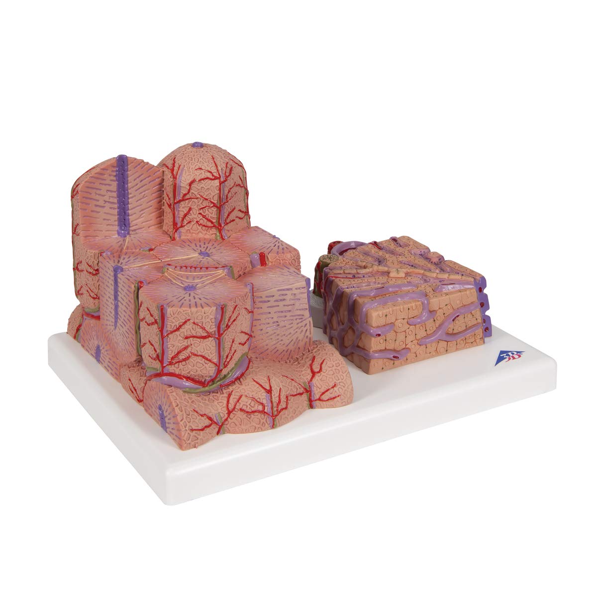 3b-scientific-microanatomy-leber-modell-60-fach-und-200-fach image 2