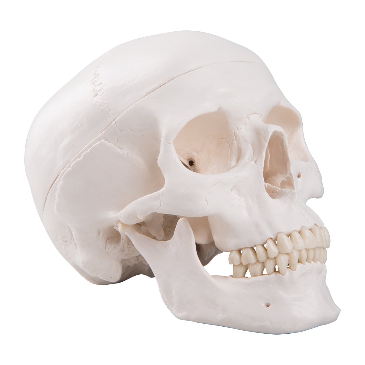 3b-scientific-klassisches-sch-del-modell-mit-montage-anatomie-sch-del-classique image 5