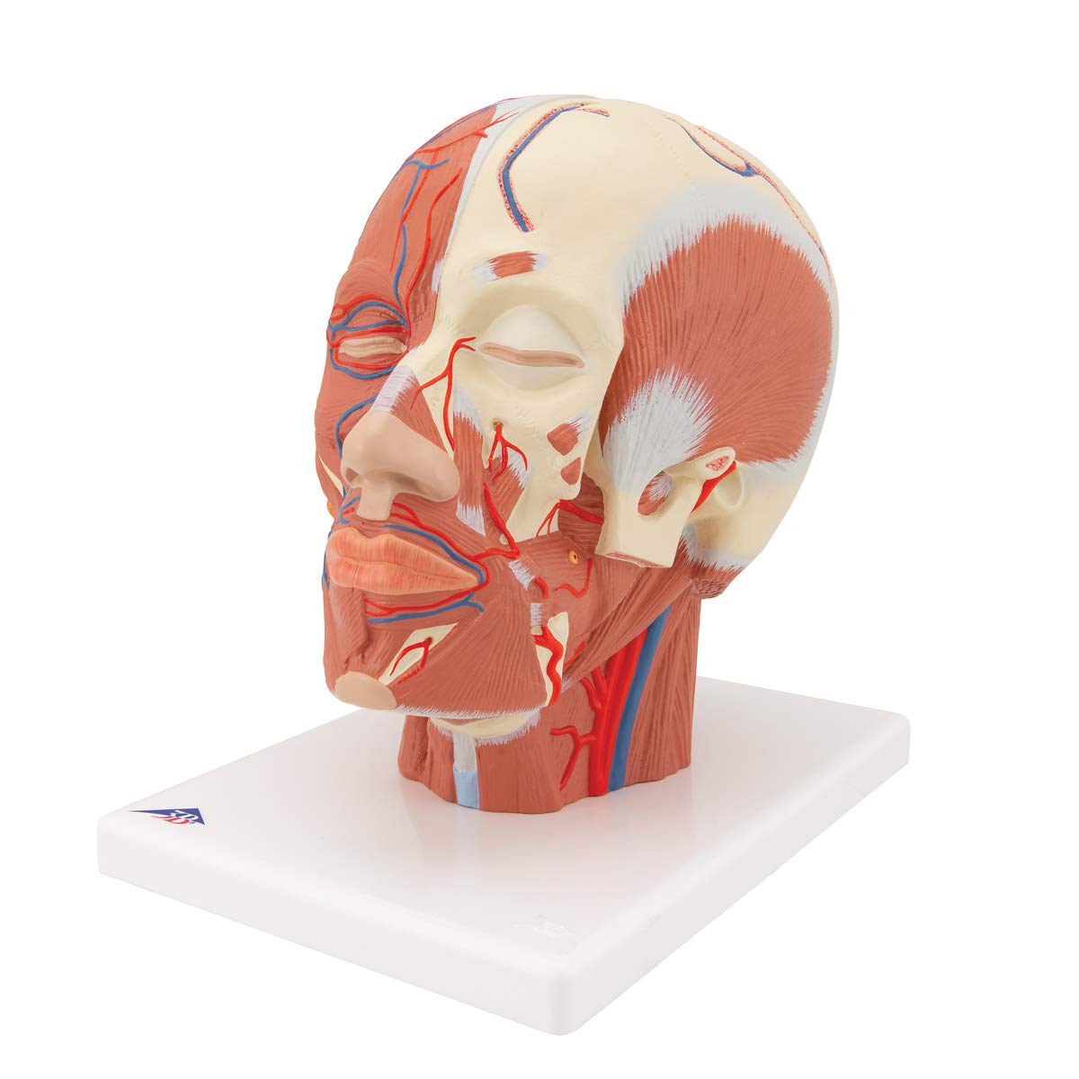 3b-scientific-kopfmodell-lebensgro-mit-muskulatur-blutgef-en-pvc-smart-anatomy-a image 6