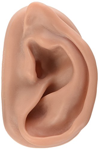 3b-scientific-n15-1r-akupunkturmodell-rechtes-ohr image 2