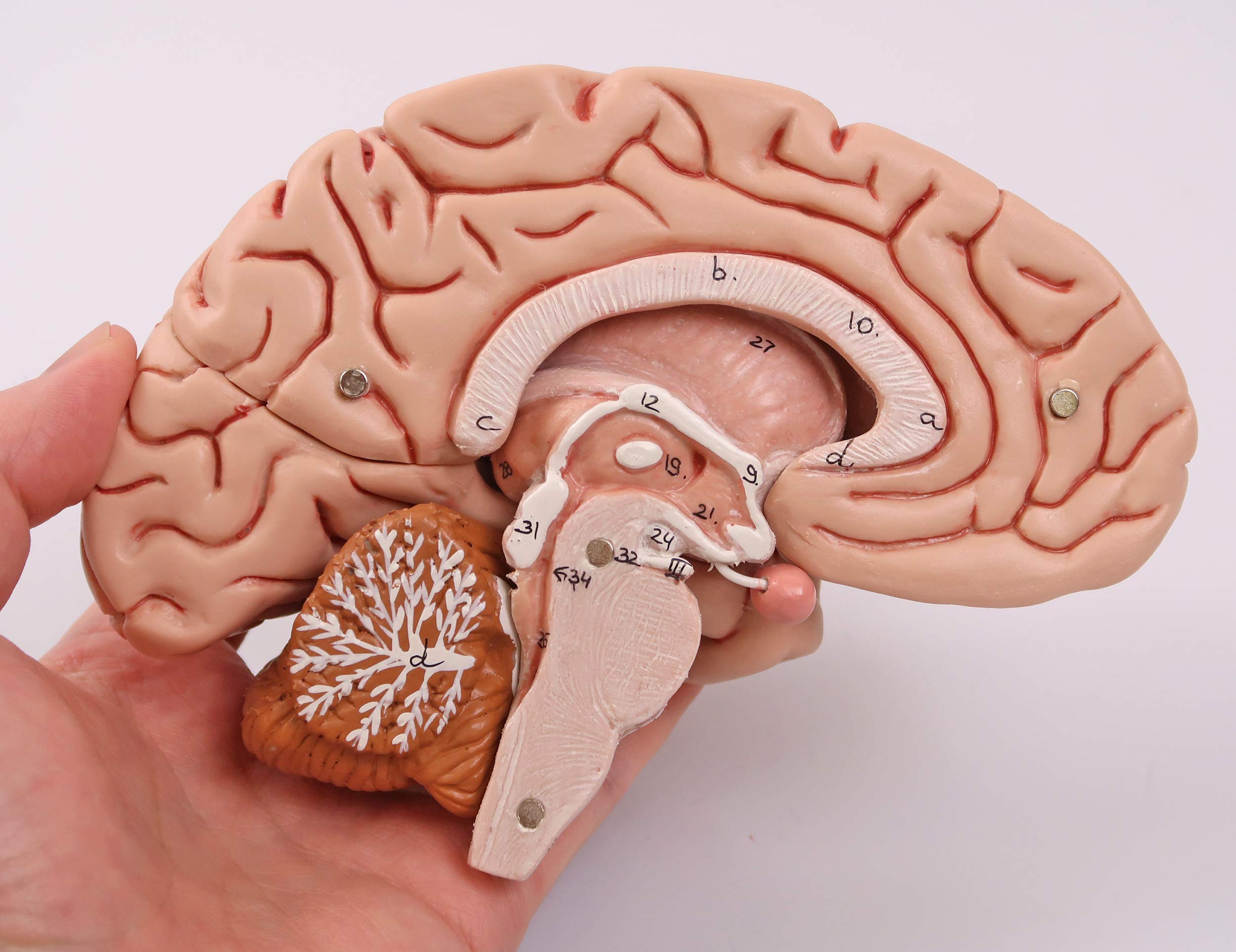 3b-scientific-klassisches-gehirn-5-teilig-lebensgro-physiologie-der-nerven-serie image 6