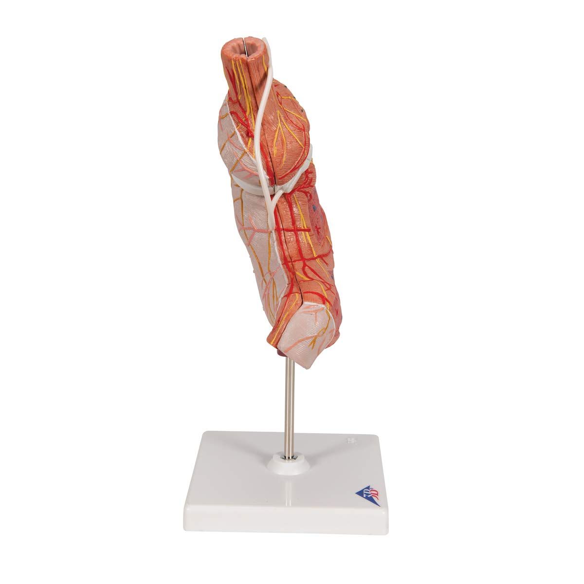 3b-scientific-magenbandmodell-menschlicher-magen-3b-smart-anatomy-app image 3