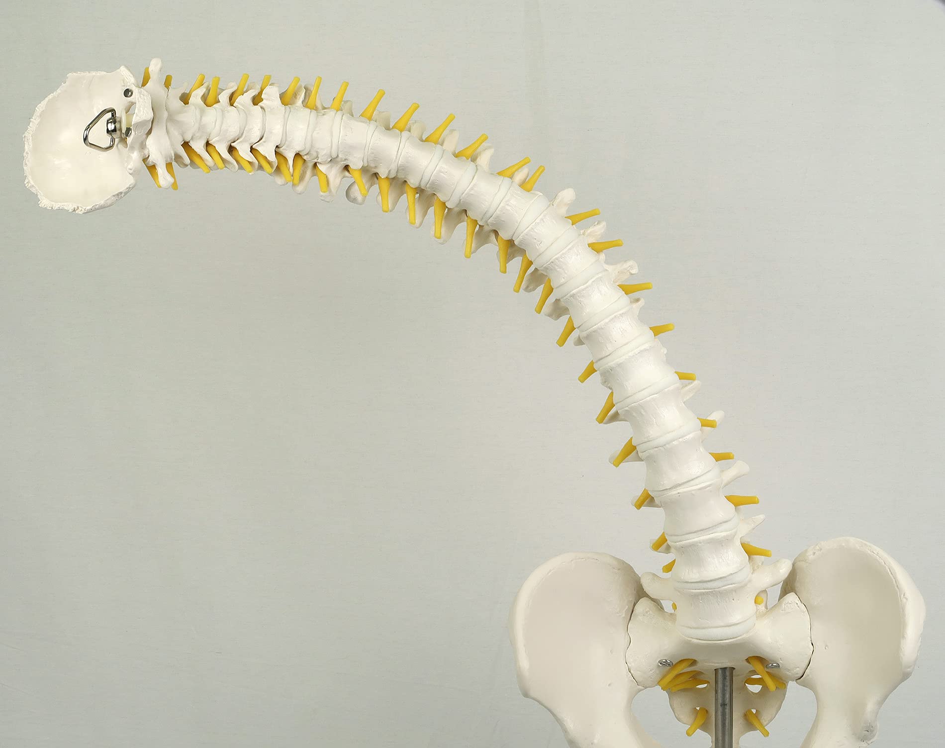3b-scientific-flexibles-wirbels-ulenmodell-lebensgro-mit-becken-und-bandscheiben image 3