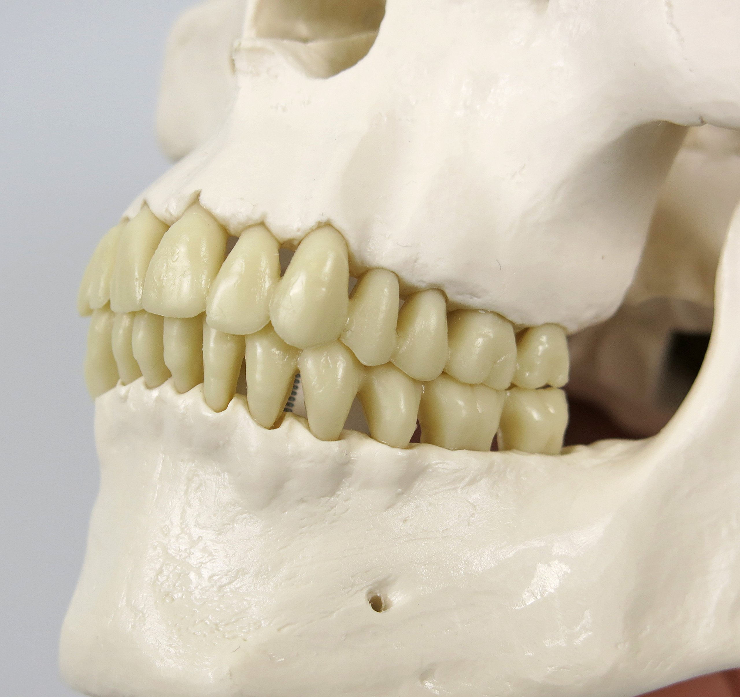 3b-scientific-skelettmodell-stan-a10-1-auf-h-ngest-nder-3b-smart-anatomy image 3