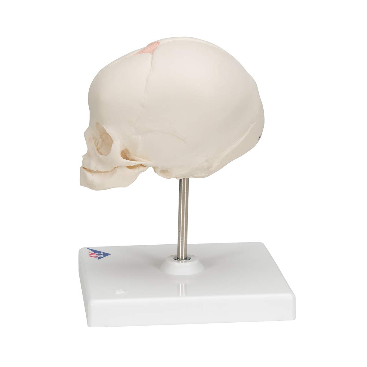3b-scientific-f-tus-sch-del-naturabguss-30-ssw-auf-stativ image 5