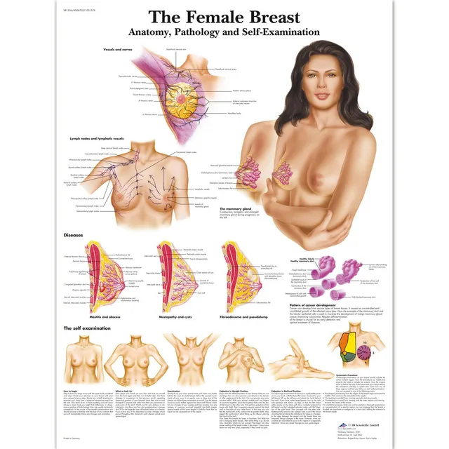 3b-scientific-lehrtafel-the-female-breast-laminiert-50x67-cm-englisch image 1