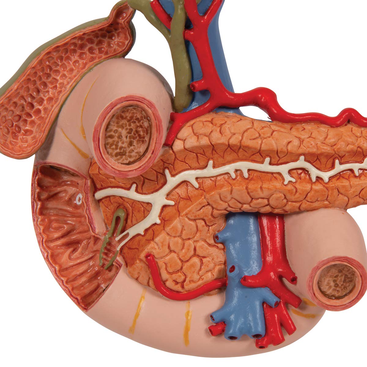 3b-scientific-hintere-oberbauchorgane-anatomiemodell-aus-pvc image 7