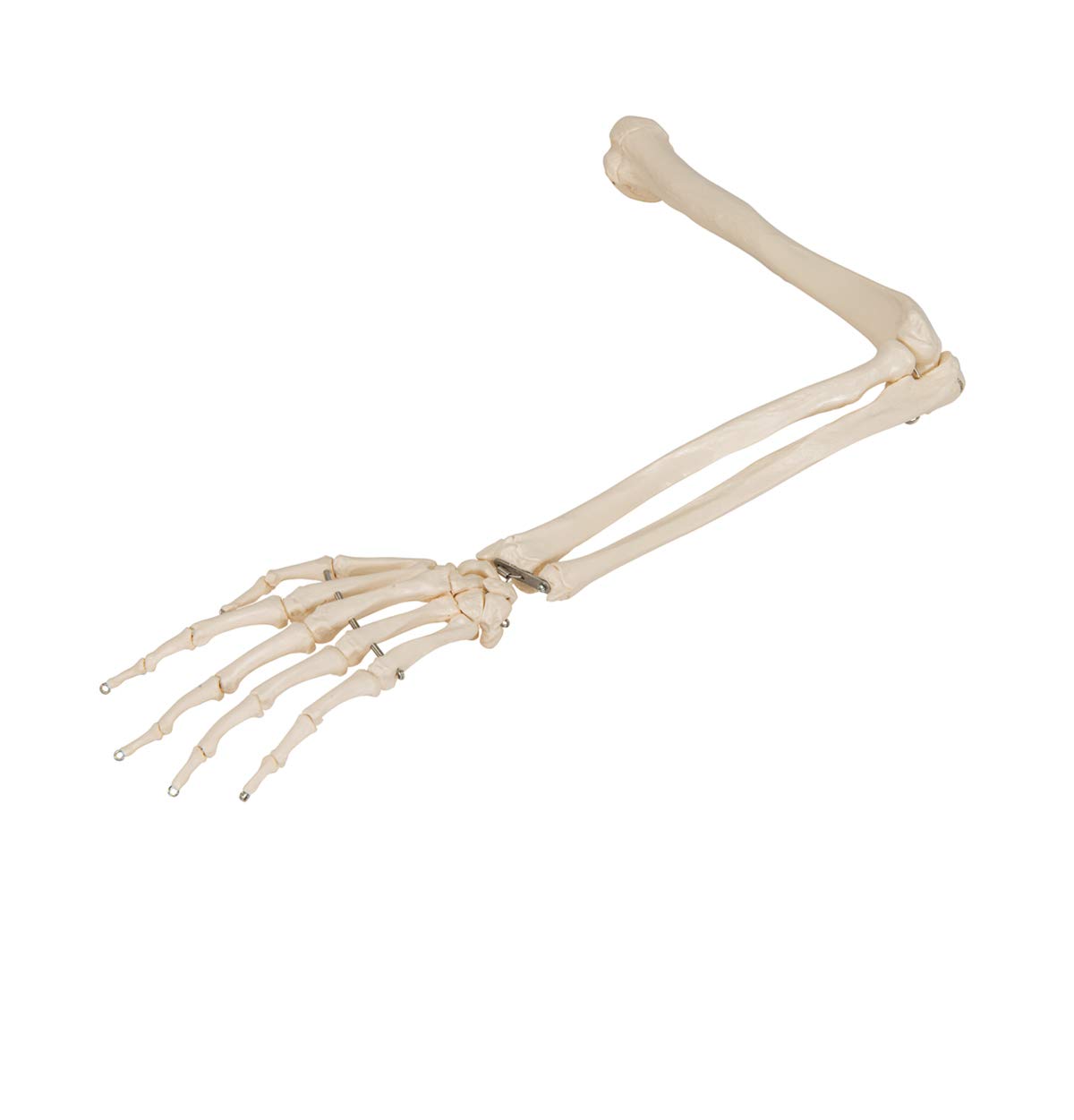 3b-scientific-armskelett-modell-mit-3b-smart-anatomy-app-menschliche-anatomie image 8