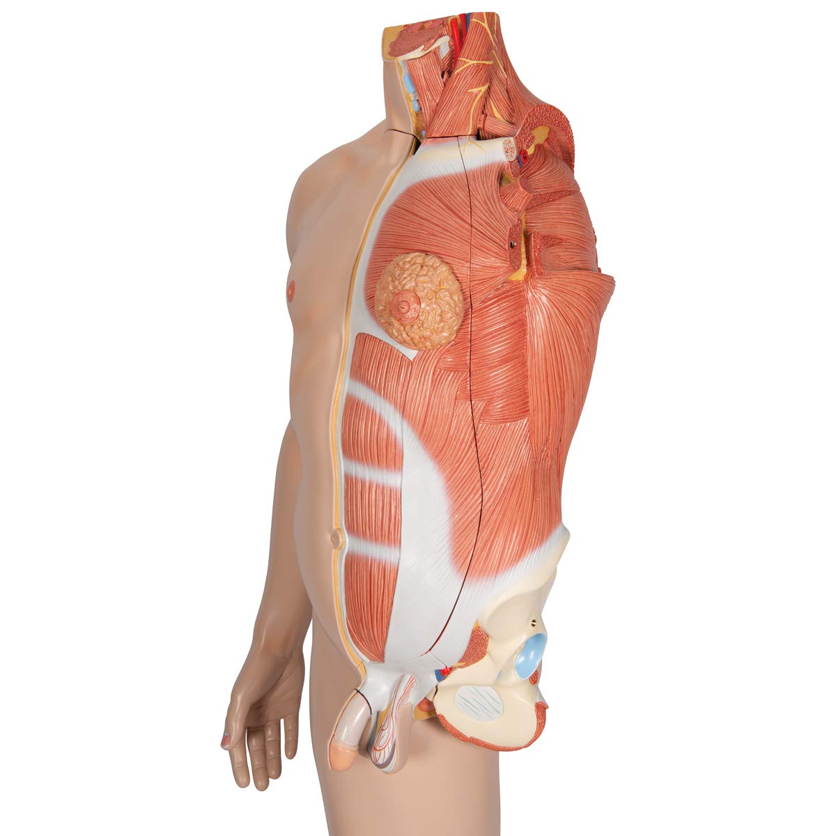 3b-scientific-lebensgro-e-zweigeschlechtige-muskelfigur-39-teilig-helle-haut-3b- image 4