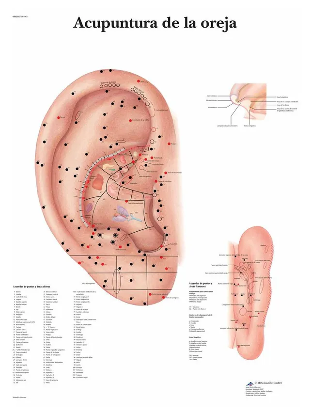 3b-scientific-lehrtafel-ohrakupunktur-poster-ohrakupunkturpunkte-aurikulotherapi image 1