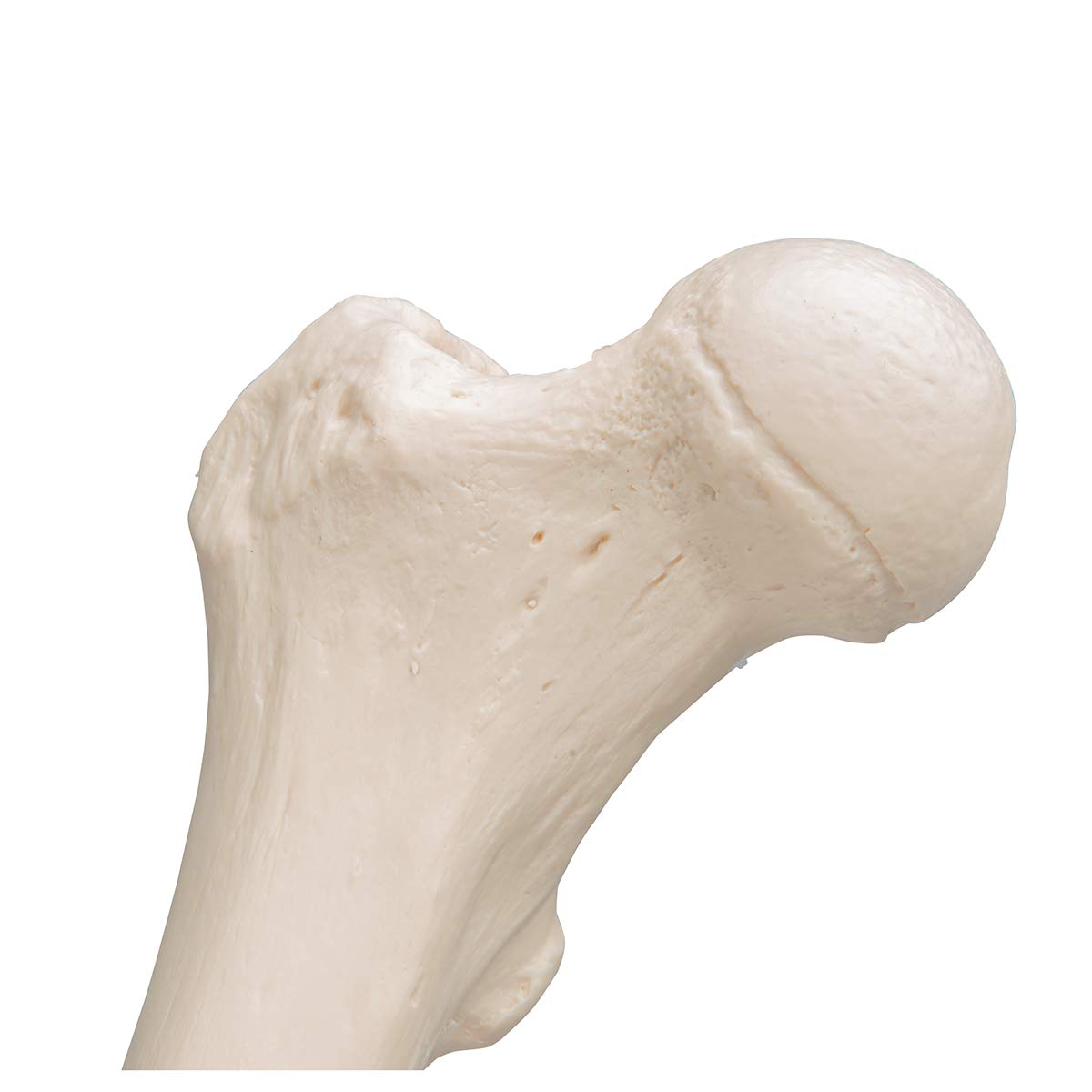3b-scientific-a35-1-femur-modell-3b-smart-anatomy image 8