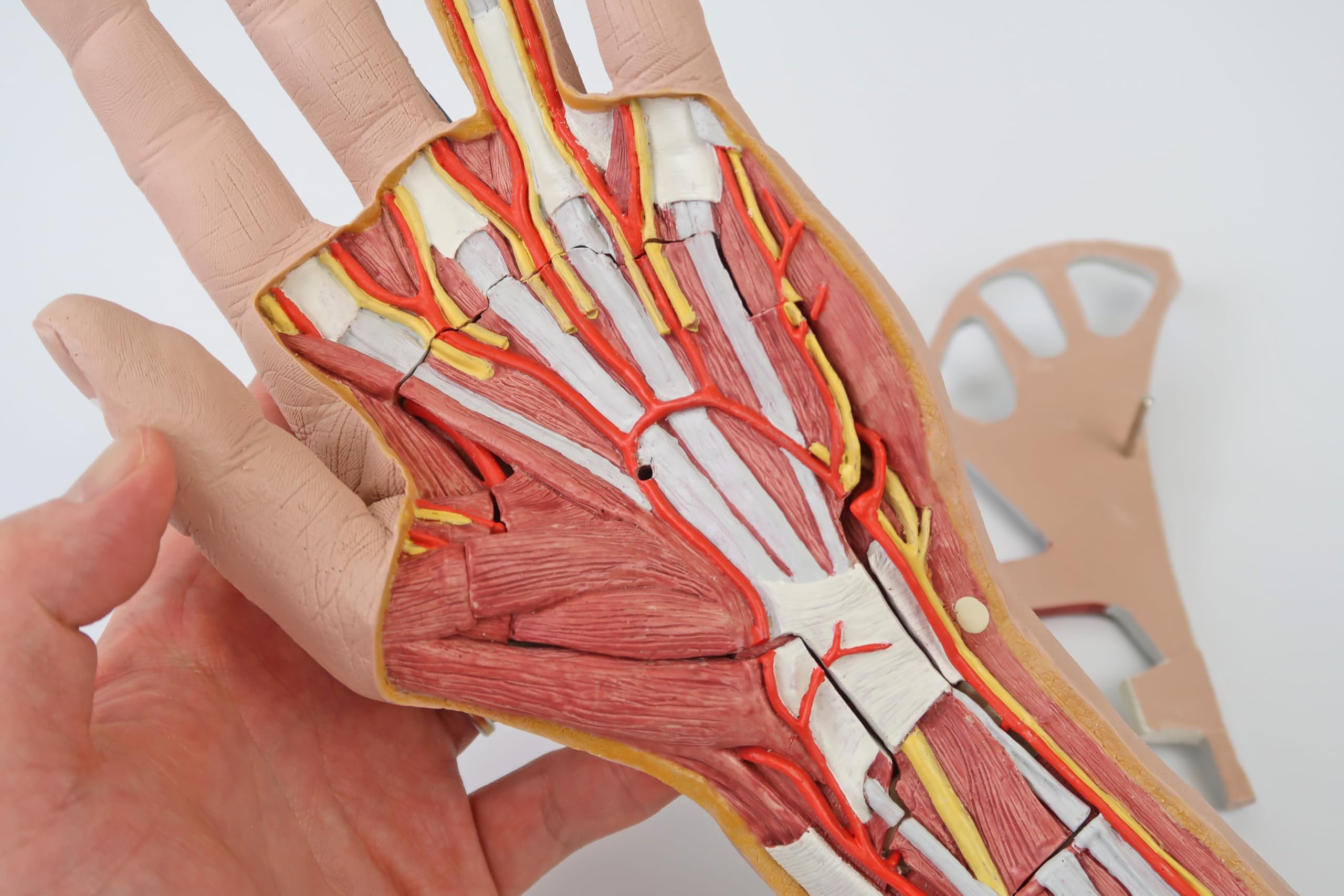 3b-scientific-hand-struktur-modell-3-teilig-mit-muskeln-und-gef-en image 3