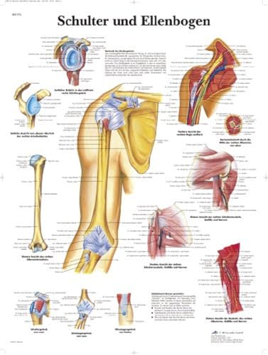 3b-scientific-lehrtafel-schulter-und-ellenbogen-vr0170uu-anatomie-poster-50-x-67 image 4