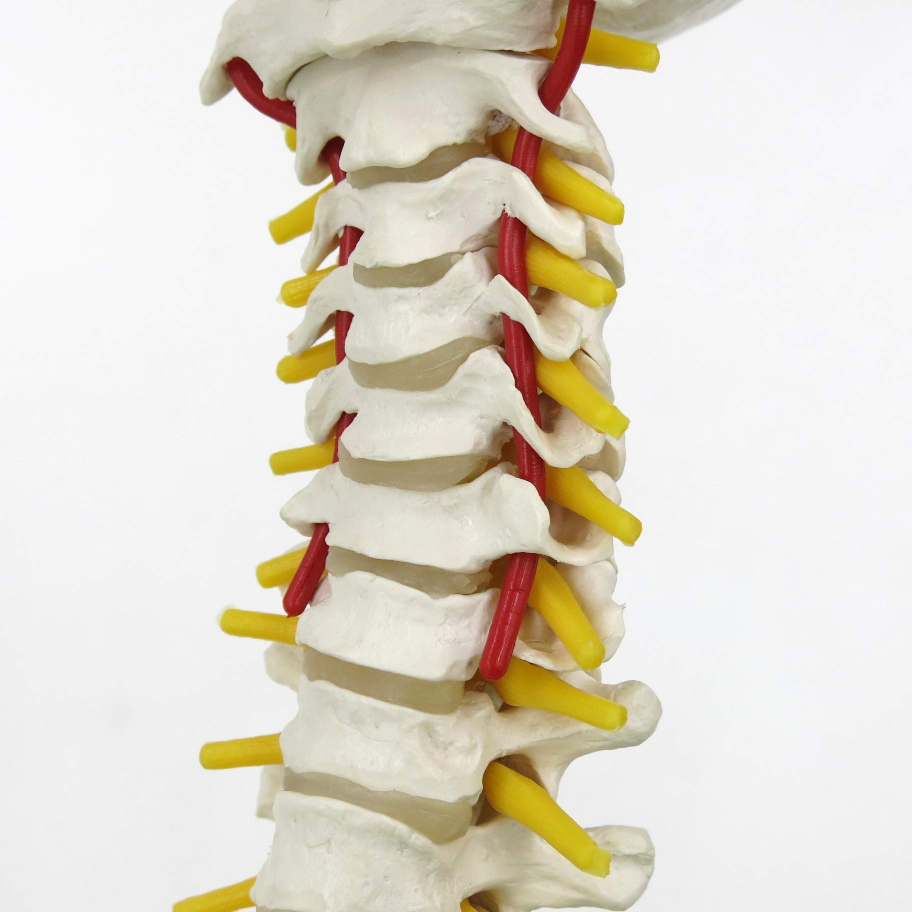 3b-scientific-flexible-wirbels-ule-klassisch-lebensgro-mit-becken-und-3b-smart-a image 7