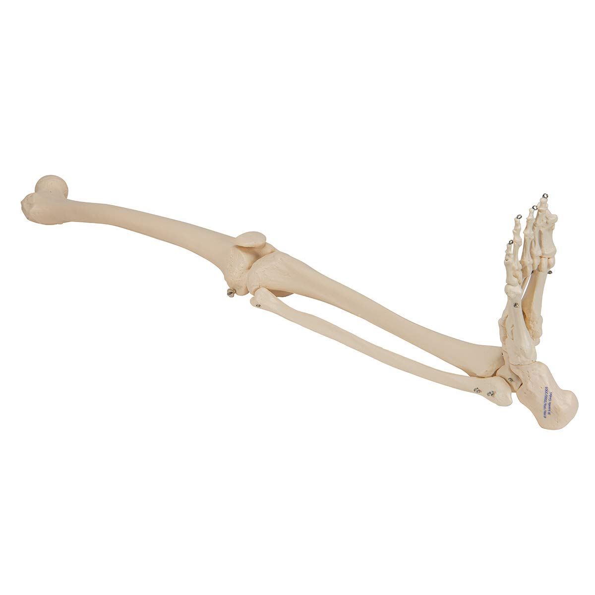 3b-scientific-beinskelett-mit-fu-lebensgro-es-anatomiemodell-smart-anatomy-app image 5