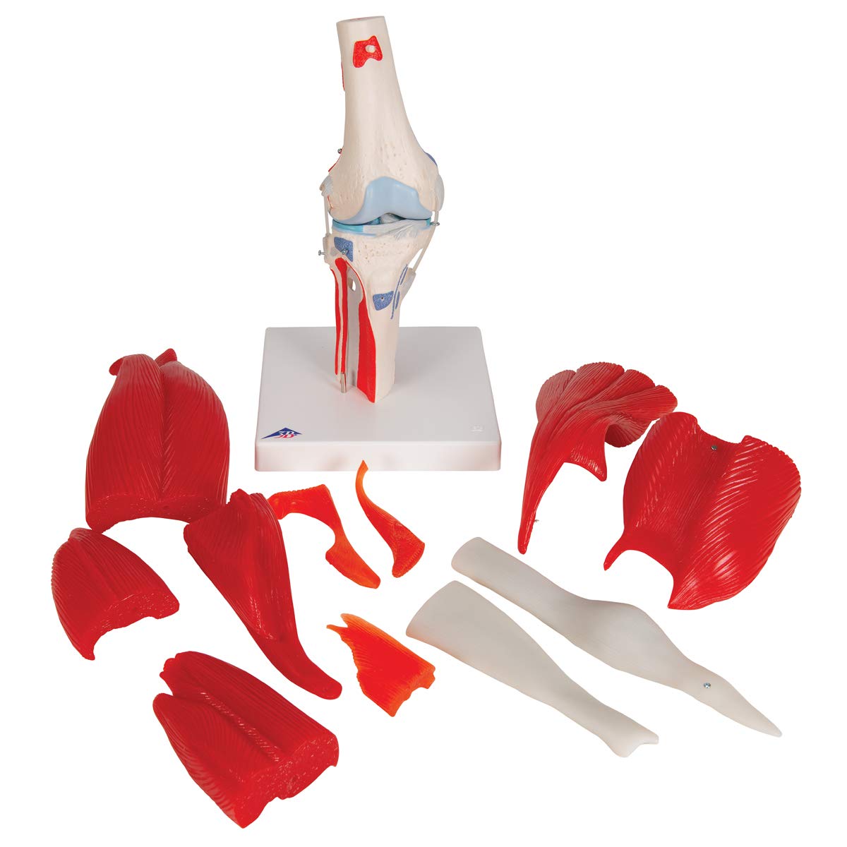 3b-scientific-kniegelenk-modell-12-teilig-lebensgro-mit-muskeln-und-b-ndern-smar image 7