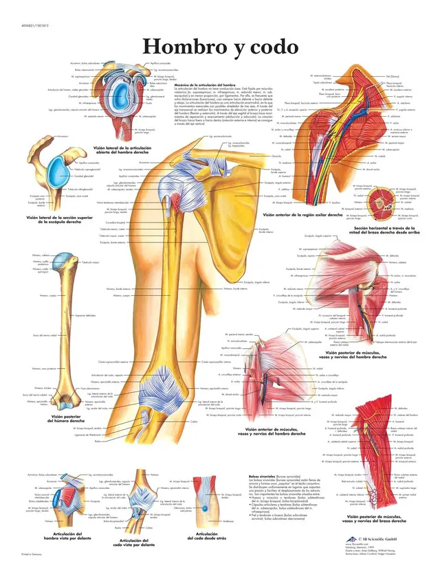 3b-scientific-tafel-schulter-ellbogen-anatomie-pathologie-poster-laminiert-50x67 image 1