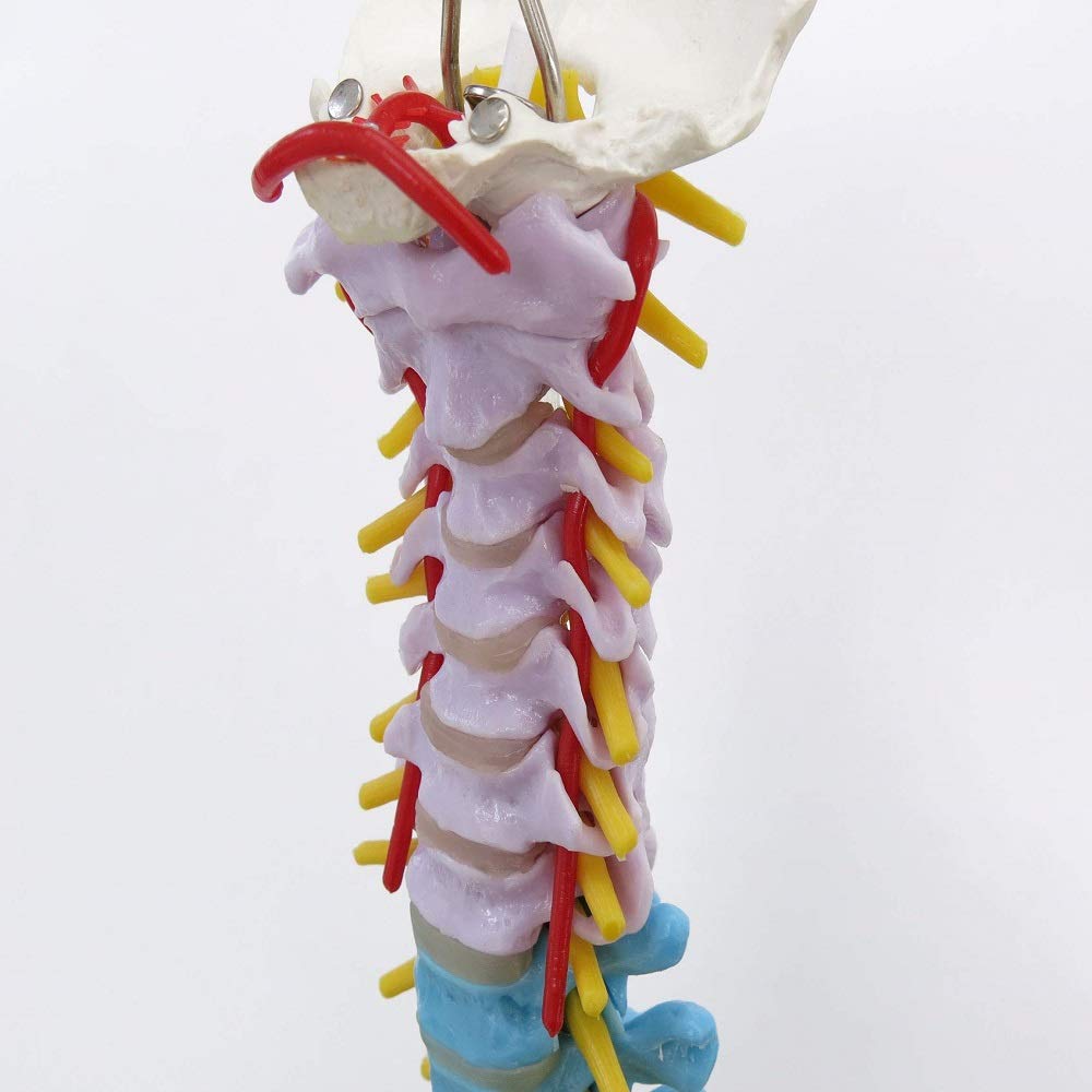 3b-scientific-didaktische-flexible-wirbels-ule-a58-9-82-cm-mit-oberschenkelk-pfe image 5