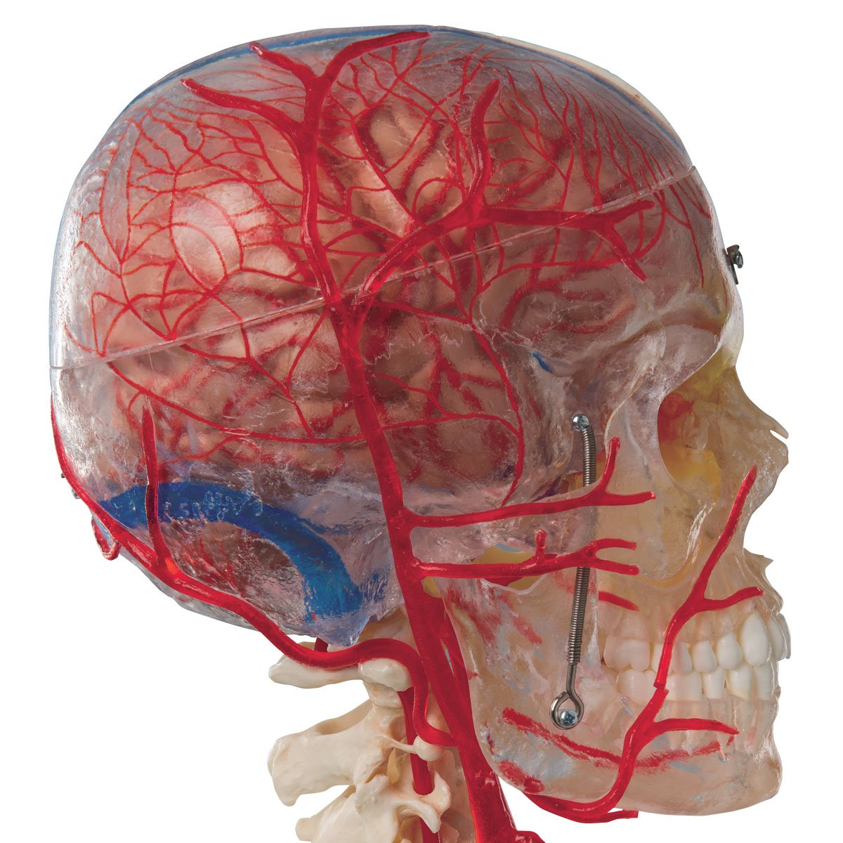3b-scientific-bonelike-sch-delmodell-7-teilig-transparent-lebensgro-er-systemsch image 4