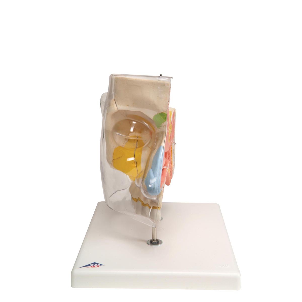 3b-scientific-nase-mit-nasennebenh-hlen-5-teilig-1-5-fach-e20 image 4