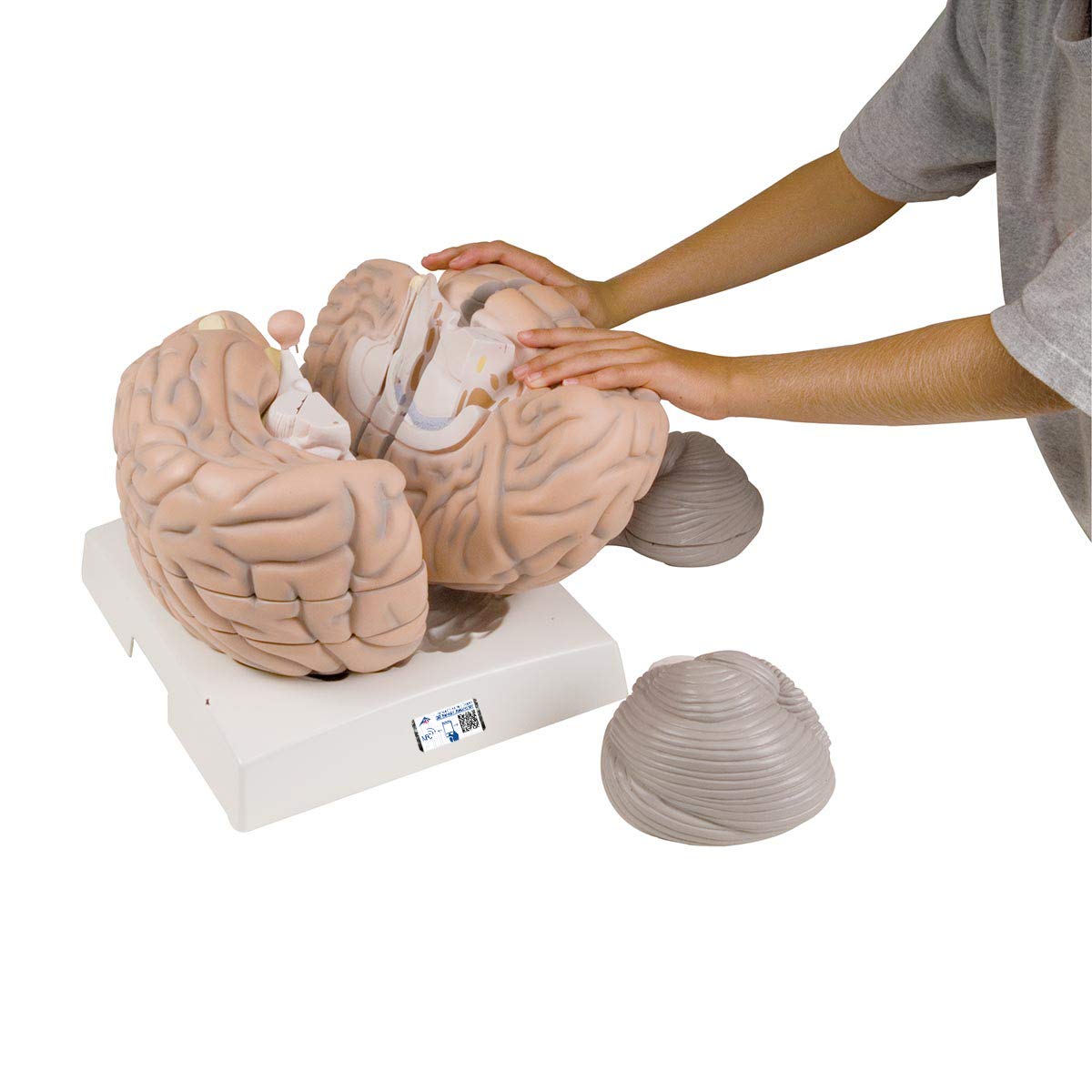 3b-scientific-mega-gehirnmodell-2-5-fach-14-teilig-smart-anatomy-app image 1