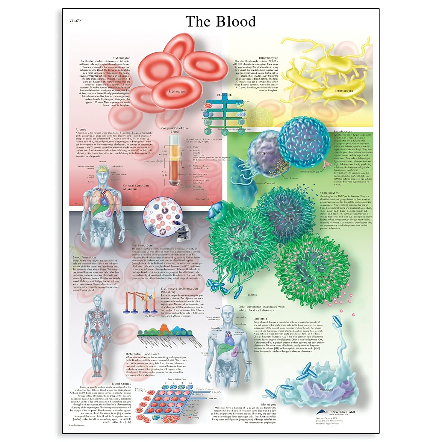 3b-scientific-lehrtafel-the-blood-laminiertes-anatomie-poster-50x67-cm-englisch image 2