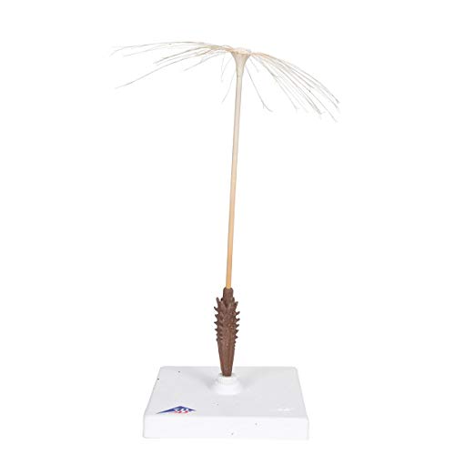 3b-scientific-l-wenzahnbl-te-taraxacum-officinale-modell-botanik image 6