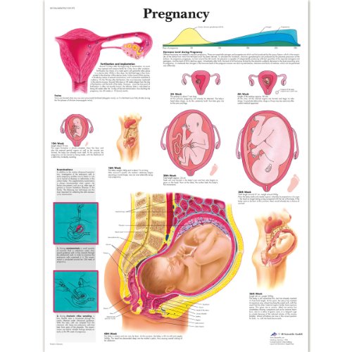 3b-scientific-schwangerschaft-laminierte-anatomie-lehrtafel-50-x-67-cm image 3