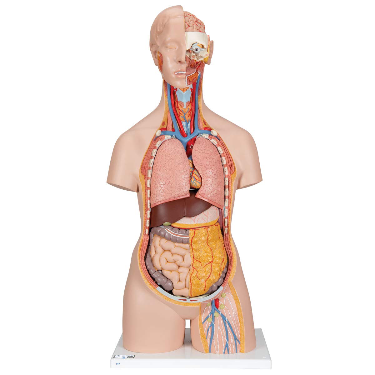 3b-scientific-classic-torso-modell-geschlechtsneutral-18-teilig-mit-offenem-nack image 1