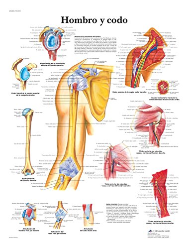 3b-scientific-tafel-schulter-ellbogen-anatomie-pathologie-poster-laminiert-50x67 image 3