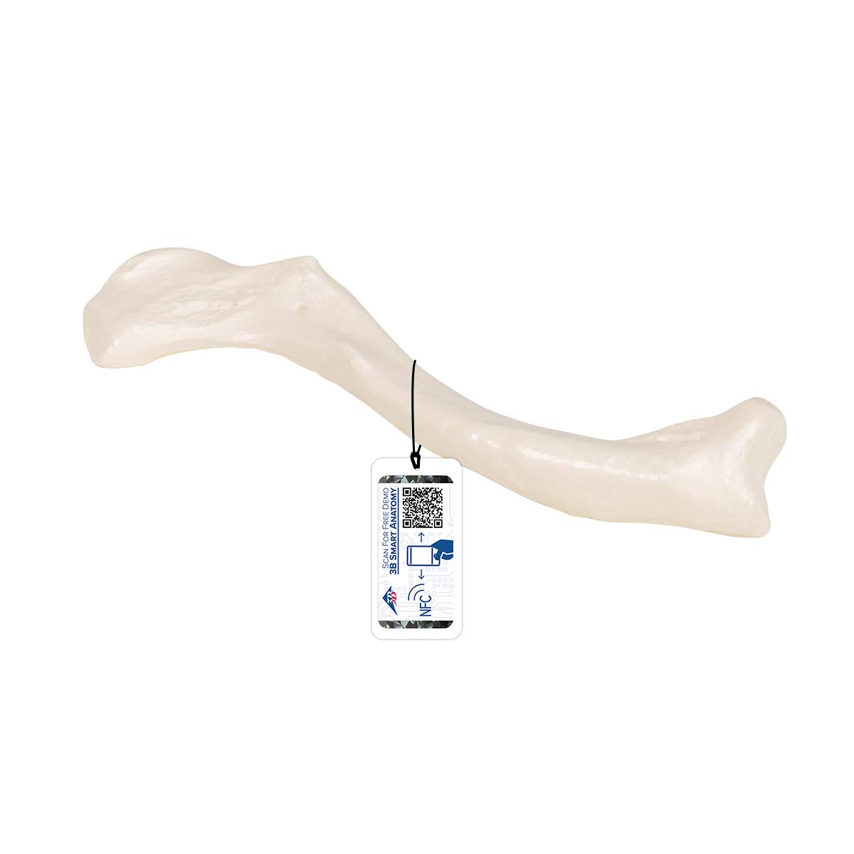 3b-scientific-schl-sselbein-modell-originalgr-e-3b-smart-anatomy-app image 1