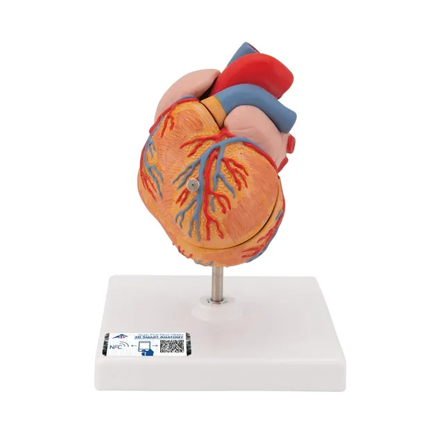 3b-scientific-klassik-herzmodell-g04-mit-linksventrikul-rer-hypertrophie-lvh-2-t image 1