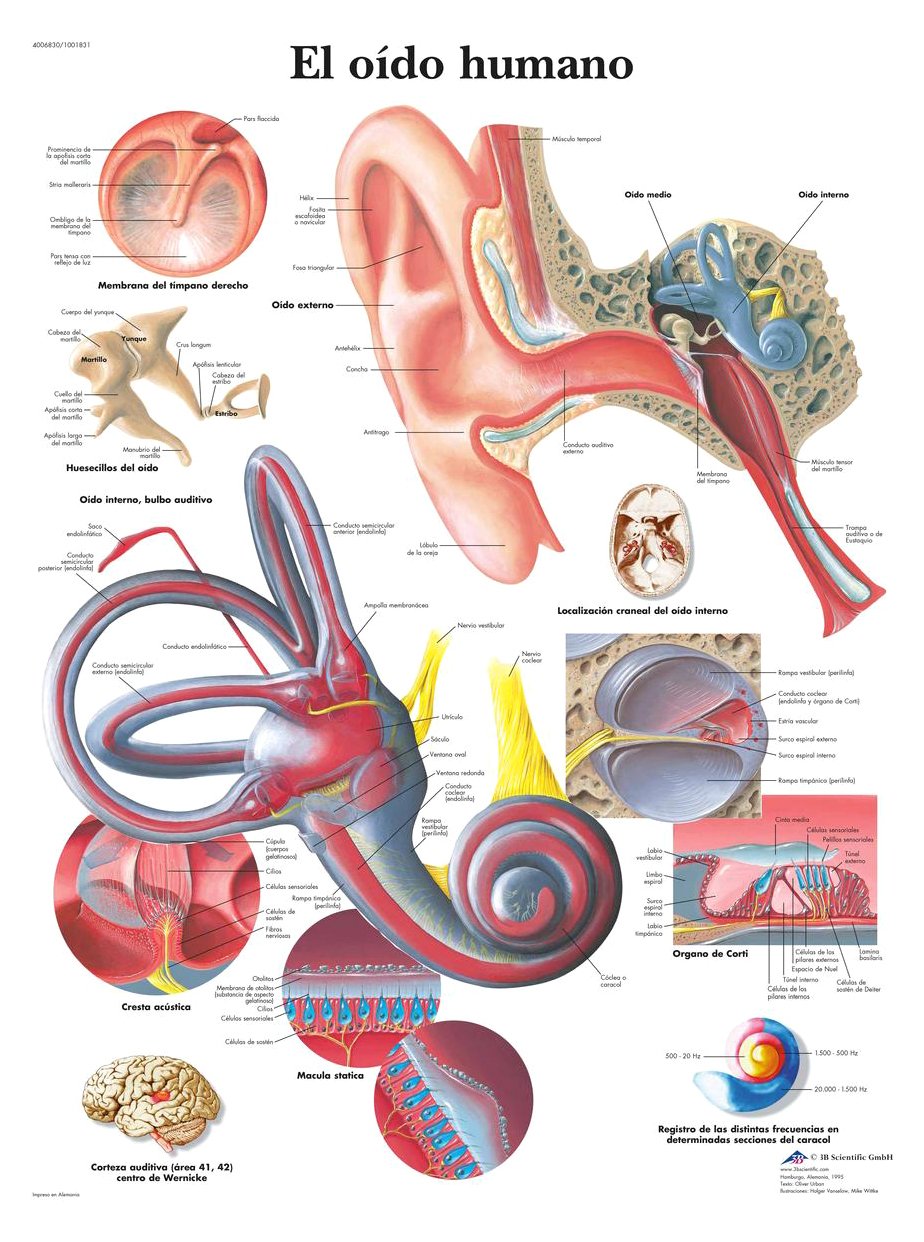 3b-scientific-lehrtafel-das-menschliche-geh-r-ohr-50x67-cm image 2