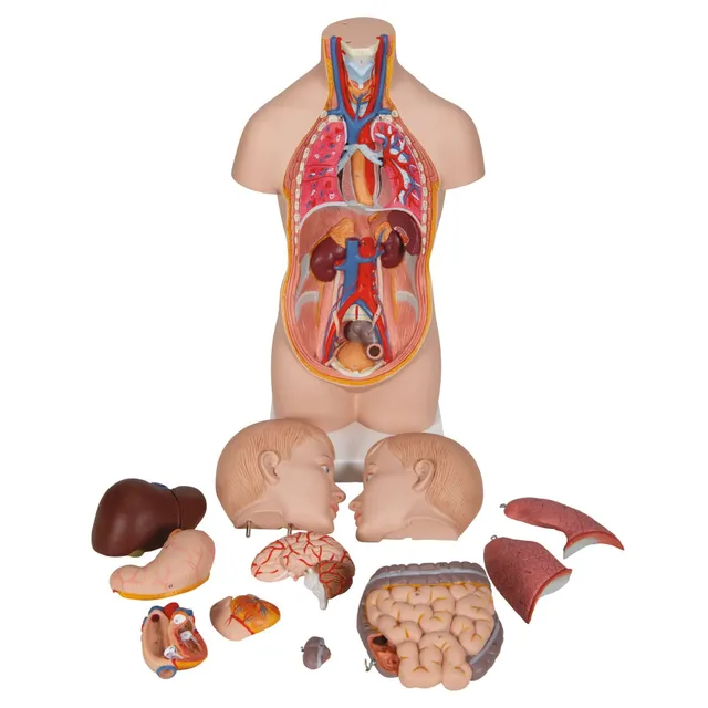 3b-scientific-schultergelenk-mit-rotatorenmanschette-lebensgro-es-anatomiemodell image 1