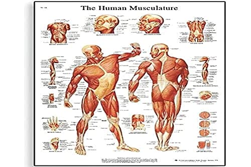 3b-scientific-diagramm-der-menschlichen-muskulatur-laminiertes-anatomieposter-50 image 4