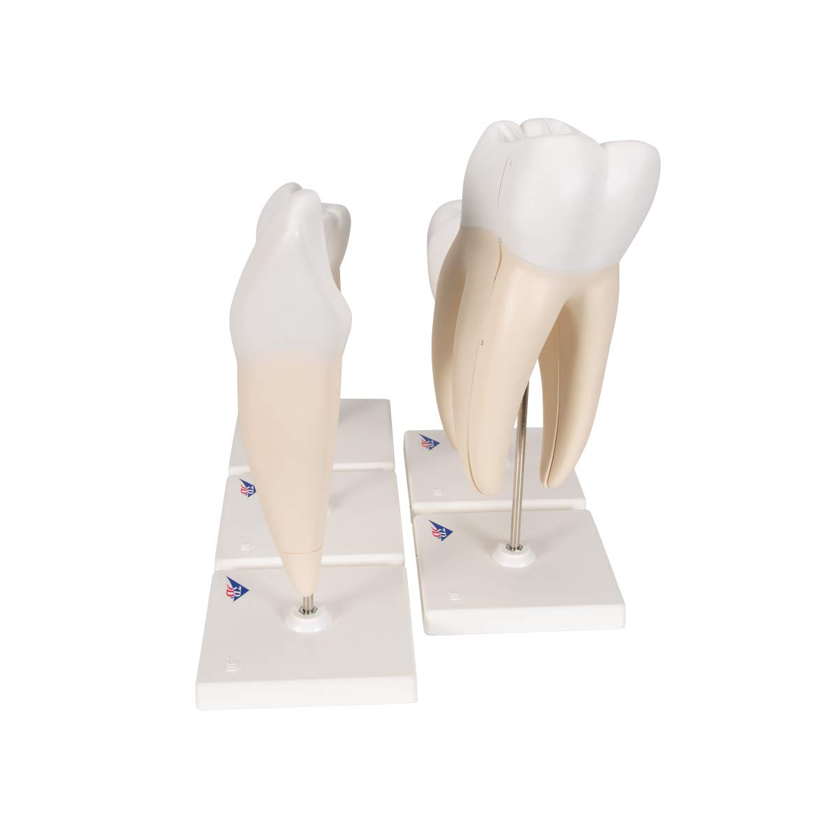 3b-scientific-zahnmodell-serie-set-5-vergr-erte-z-hne-pvc-mit-smart-anatomy-app image 4