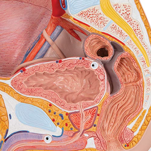 3b-scientific-m-nnliches-beckenmodell-2-teilig-pvc-smart-anatomy-app image 8
