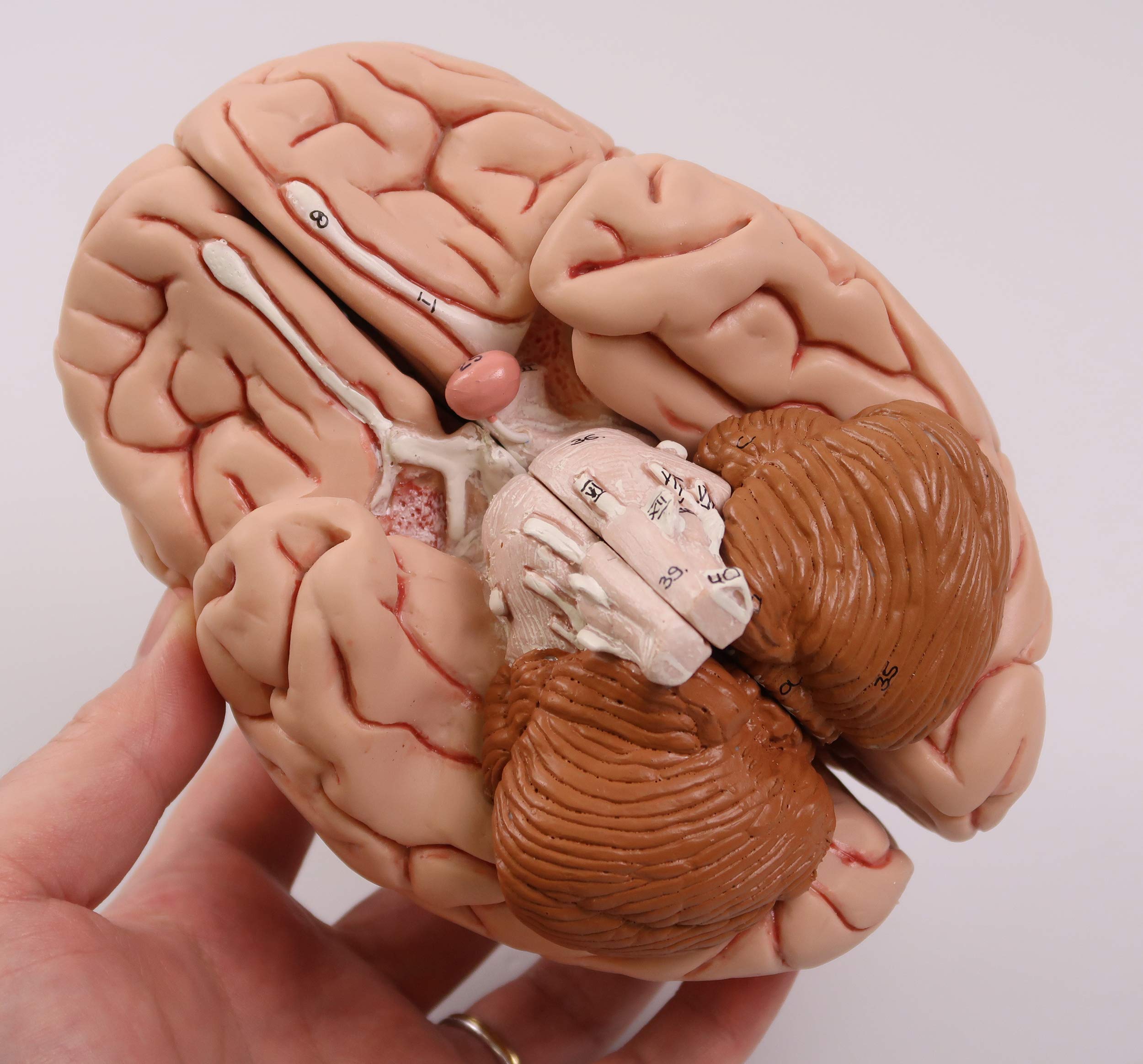 3b-scientific-klassisches-gehirn-5-teilig-lebensgro-physiologie-der-nerven-serie image 3