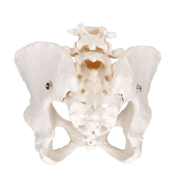 3b-scientific-3b-smart-anatomy-a61-beckenskelett-dame-weibliches-beckenmodell-mi image 1