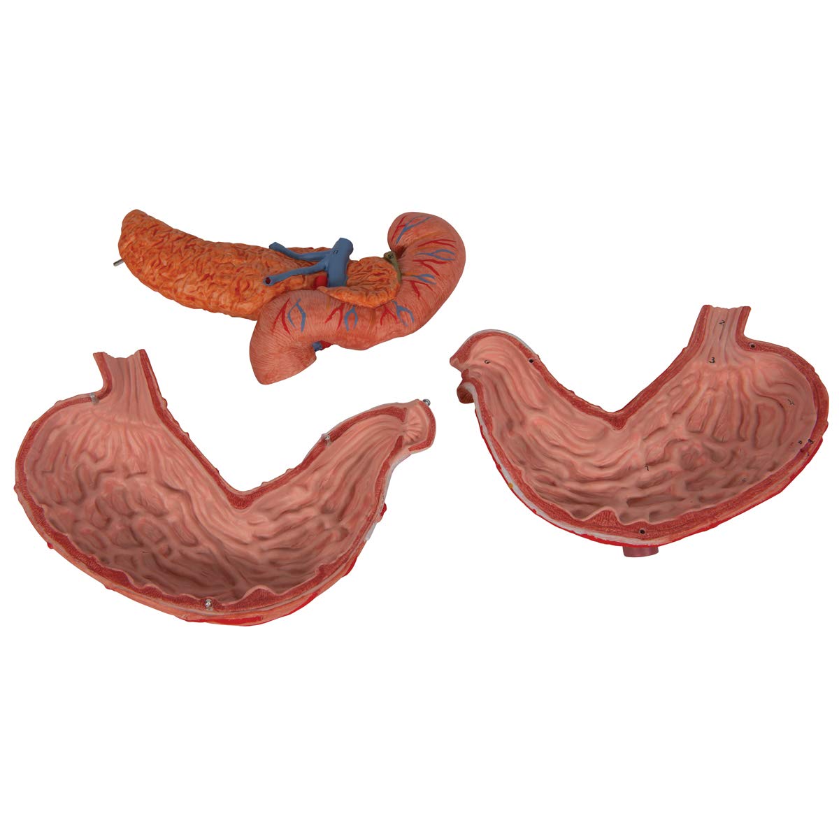 3b-scientific-magenmodell-3-teilig-anatomiemodell-aus-pvc image 6