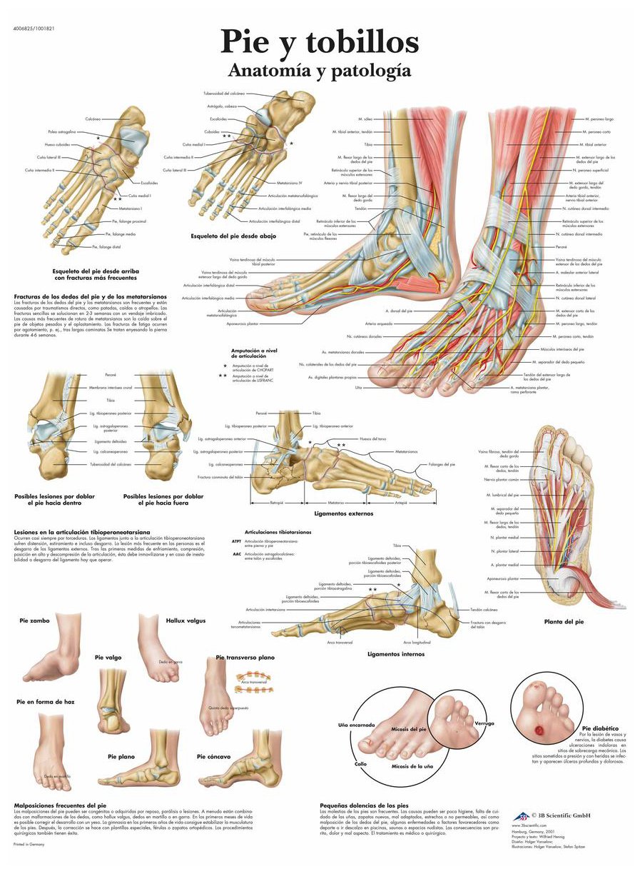 3b-scientific-vr3176l-lehrtafel-fu-und-kn-chel-anatomie-und-pathologie-poster-50 image 2