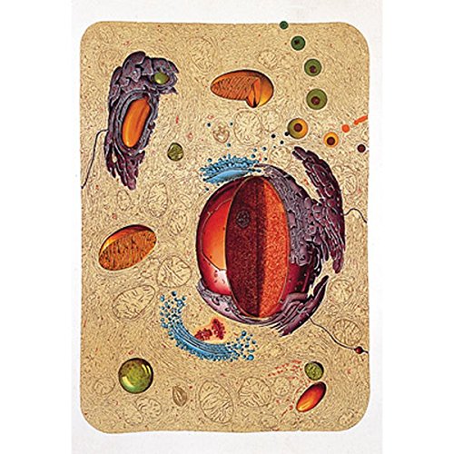 3b-scientific-menschliche-anatomie-lehrtafel-bau-einer-menschlichen-zelle-84x200 image 2
