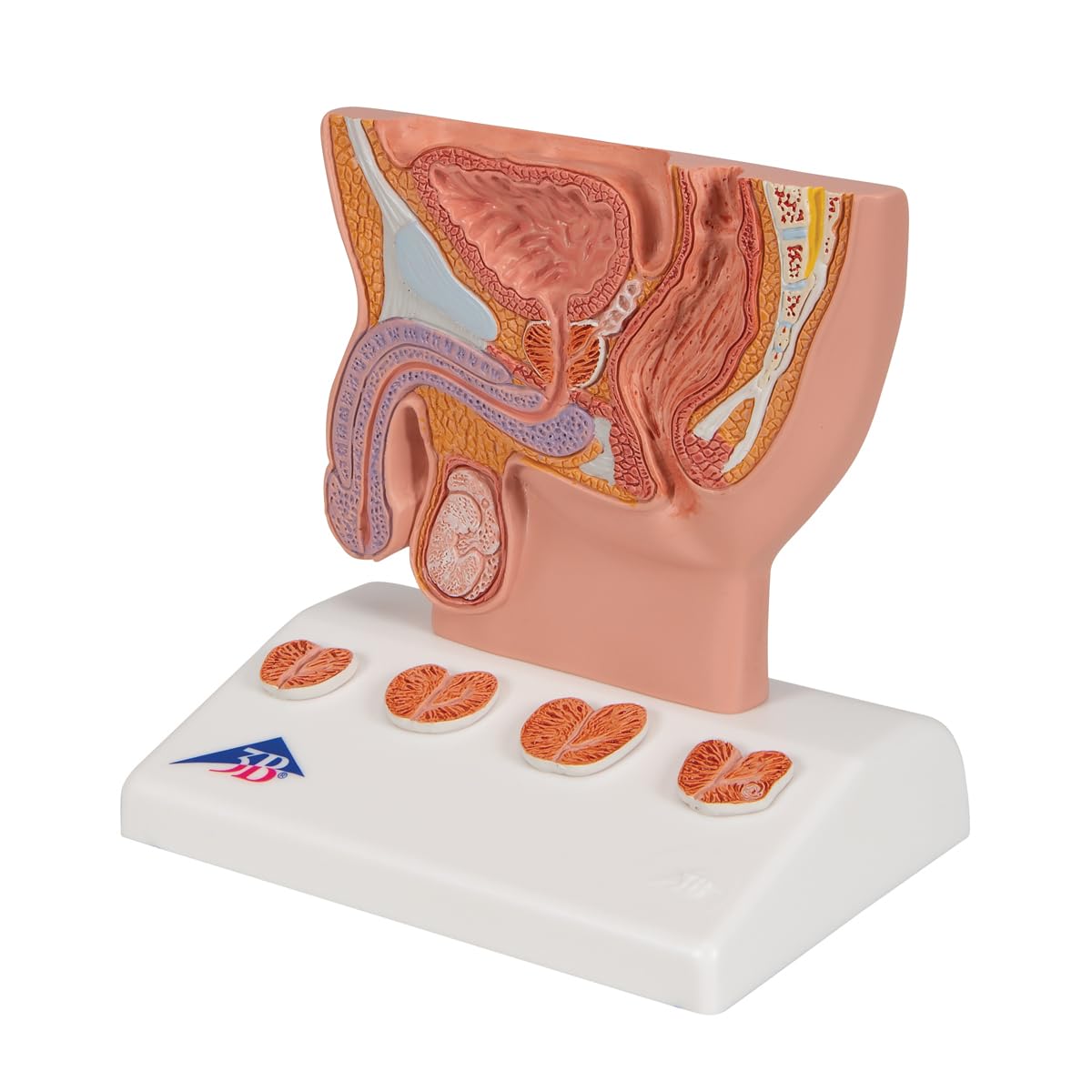 3b-scientific-prostata-modell-halbe-gr-e-auf-sockel-3b-smart-anatomy-app image 5