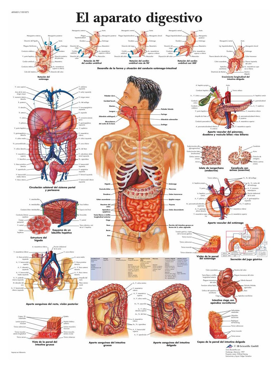 3b-scientific-verdauungstrakt-poster-anatomieposter-50x67-cm-papier image 2