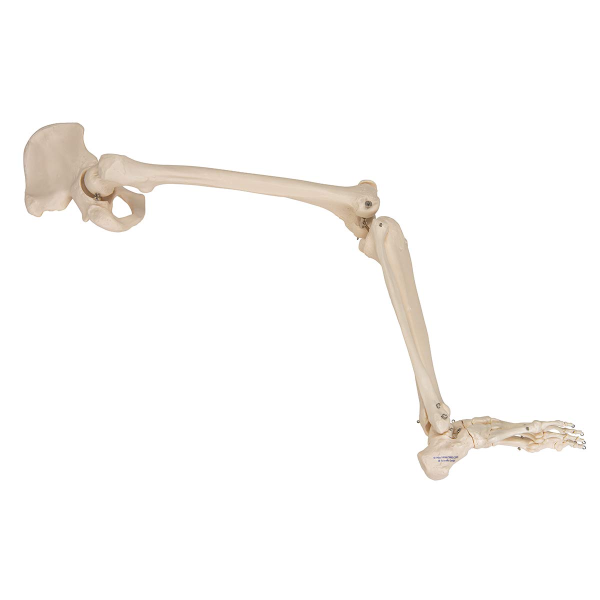 3b-scientific-3b-smart-anatomy-bein-skelett-mit-h-ftknochen-ar-app image 3