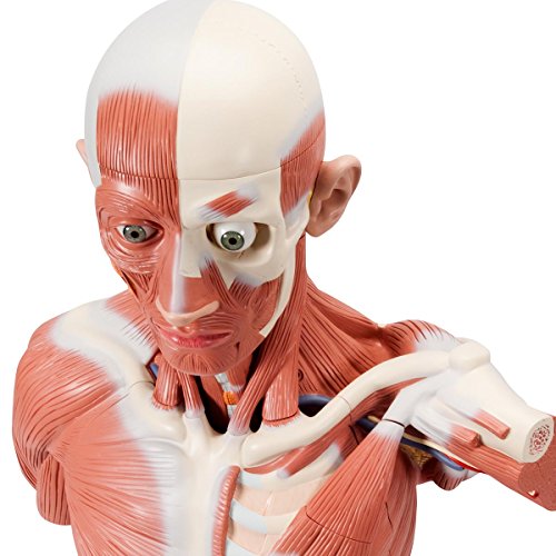 3b-scientific-m-nnliche-muskel-figur-lebensgro-37-teilig-muskeln-und-organe-abne image 4