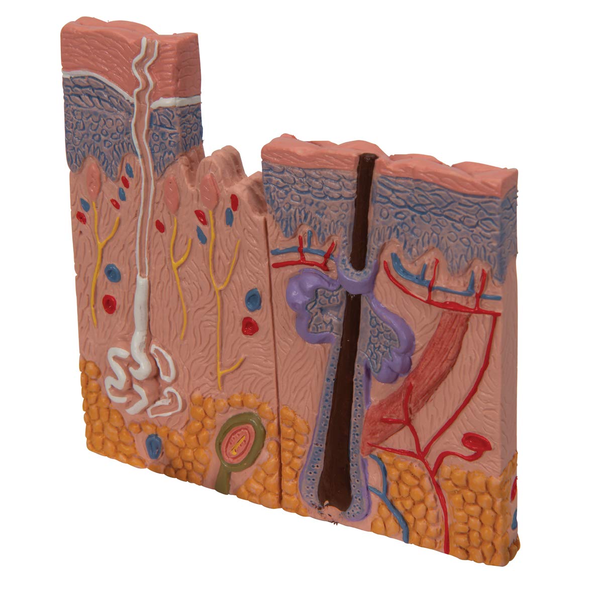 3b-scientific-nierenmodell-serie-l-ngsschnitt-nephron-niere-mit-blutgef-en-und-n image 7