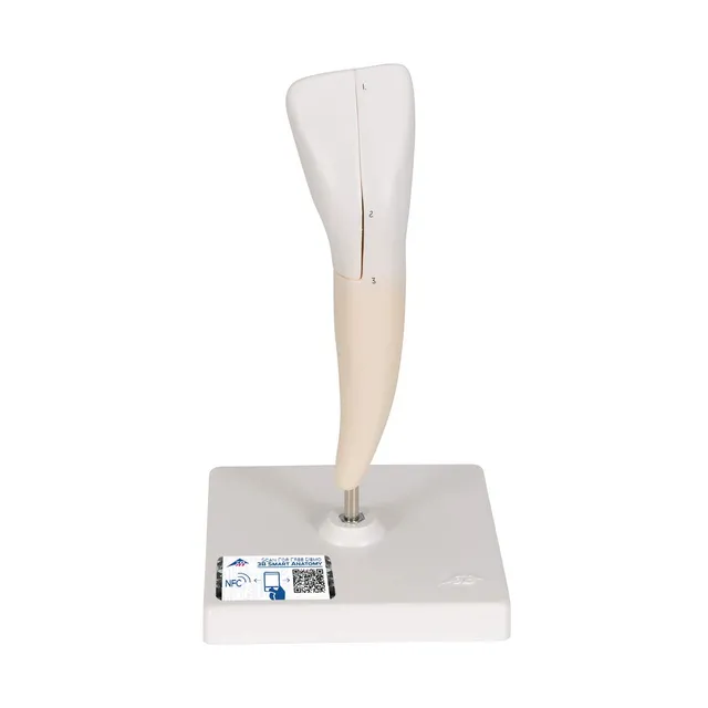 3b-scientific-unterer-schneidezahn-zahnmodell-2-teilig-smart-anatomy-app image 1