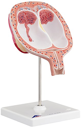 3b-scientific-zwillingsfeten-5-monat-normale-position-3b-smart-anatomy-app image 5