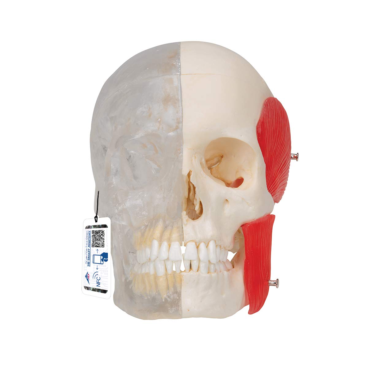 3b-scientific-bonelike-sch-del-modell-a282-halb-transparent-halb-knochen-8-teili image 1